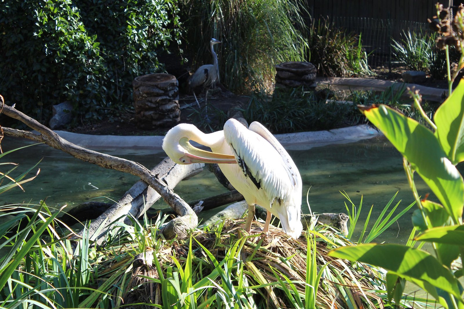 San Diego Zoo Part II 093